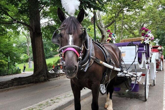 Central Park Horse Carriage Ride - An In-Depth Look at the Ride