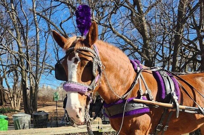 Central Park Horse Carriage Ride - FAQ