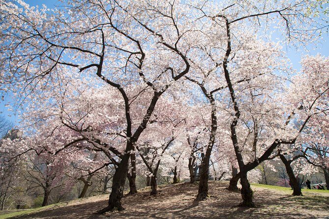 Central Park Photography Tour with Local Photographer - More Than Just Photos: An Authentic NYC Experience