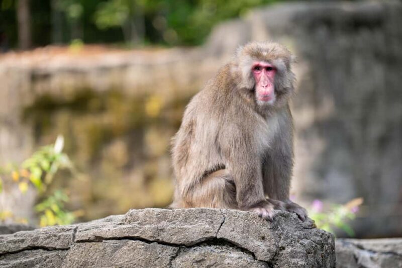 Central Park Zoo Entry Ticket - Visitor Feedback and Authentic Perspectives