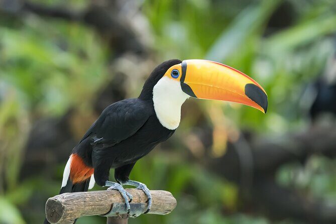 Central Park Zoo Skip-the-line Tickets & Private Transfers - Final Thoughts