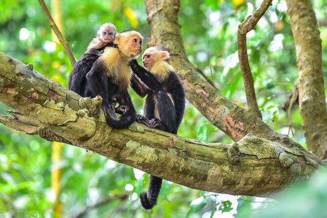 Central Park Zoo Skip-the-line Tickets & Private Transfers - FAQs