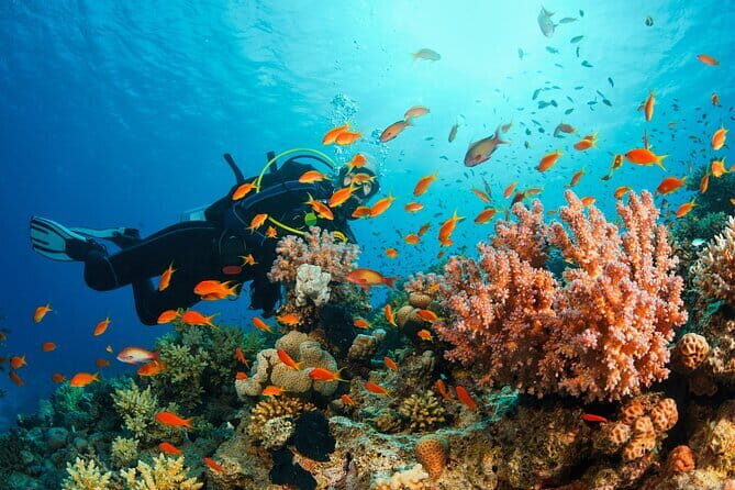 Certified and Beginner Scuba Diving from Pattaya - Introduction