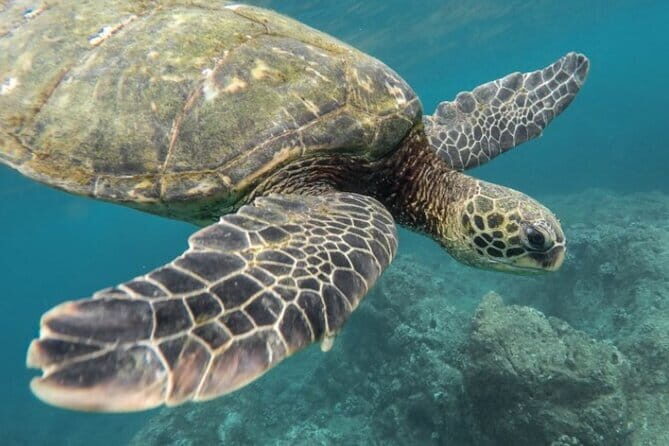 Certified and Beginner Scuba Diving from Pattaya - The Details of the Experience