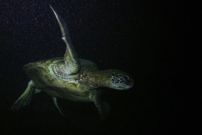 Certified Beach Night Dive - Key Points