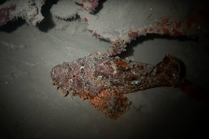 Certified Beach Night Dive - About the Cost: Is It Worth It?