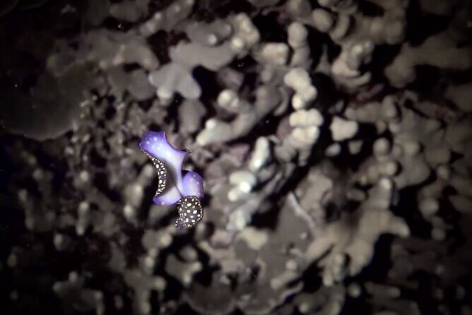 Certified Beach Night Dive - Final Thoughts: Is This Night Dive for You?