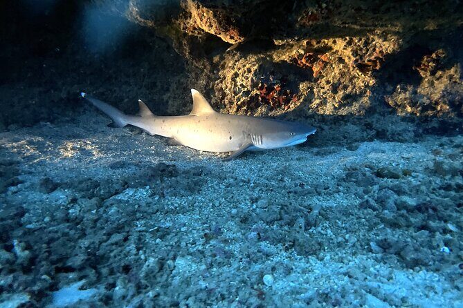 Certified Diver: 2-Tank Deep Wreck and Shallow Reef Dive Off Oahu - Why Travelers Love This Experience