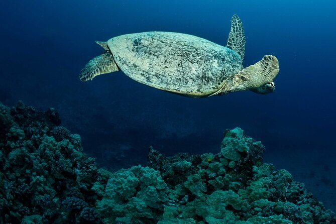 Certified Diver: 2-Tank Night Dive - Key Points
