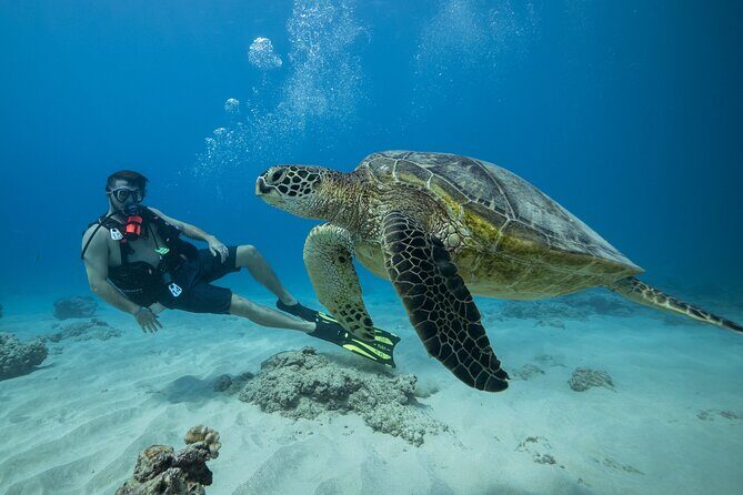 Certified Diver: 2-Tank Shallow Reef Dives off Oahu - What You Can Expect from This Reef Exploration