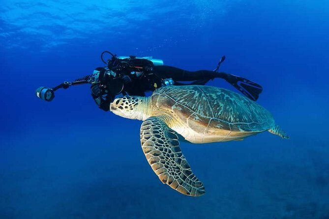 Certified Diver: 2-Tank Shallow Reef Dives off Oahu - Diving Details and Practical Tips