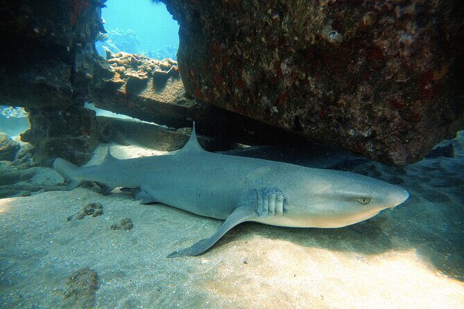 Certified Divers! Scuba dive the Ka'anapali Coast and more! - An In-Depth Look at the Maui Shore Dive Experience