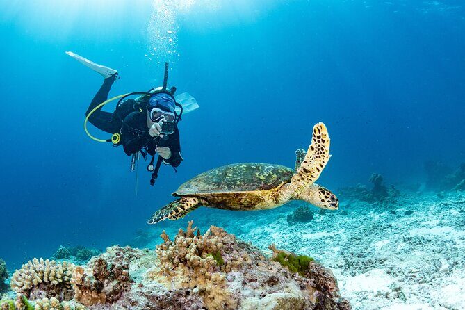 Certified Scuba Dive from Shore with Sea Turtles at Koloa Landing - Introduction