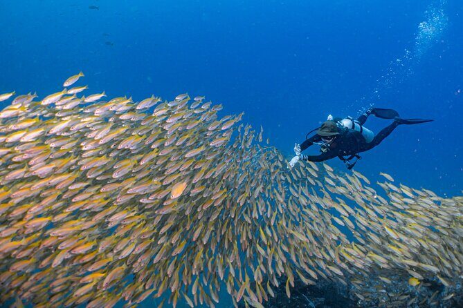 Certified Scuba Dive from Shore with Sea Turtles at Koloa Landing - Key Points