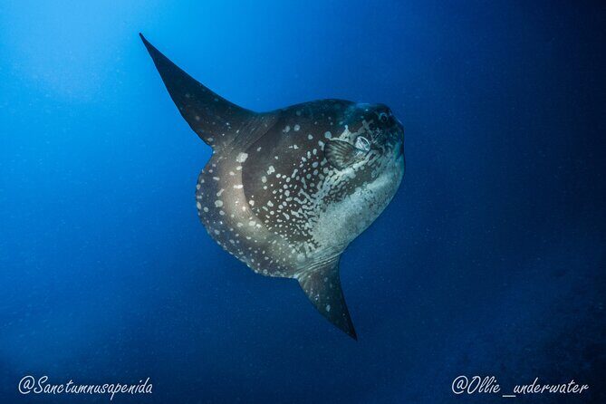Certified Scuba Dive with Manta Rays (Open Water Diver minimum) - An Honest Breakdown of the Experience