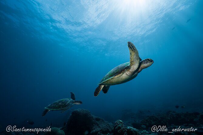 Certified Scuba Dive with Manta Rays (Open Water Diver minimum) - Practical Tips for Participants