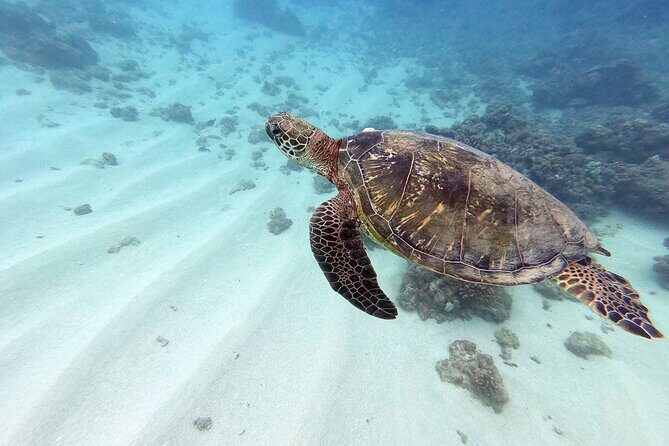 Certified Scuba Diving Experience in Honolulu - Key Points