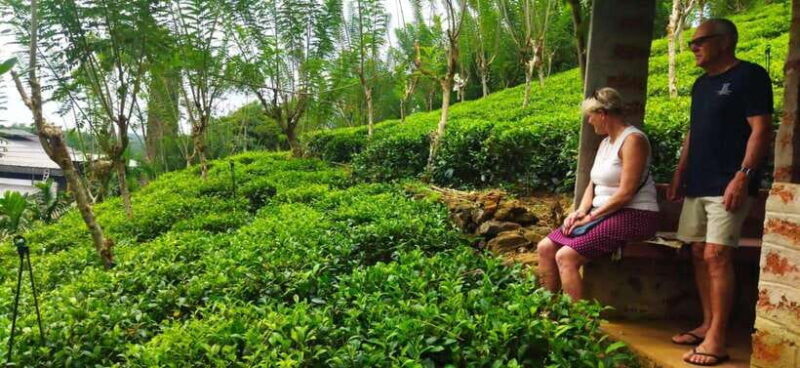 Ceylon Tea Experience from Colombo Port Passenger Terminal - Exploring the Tour in Detail