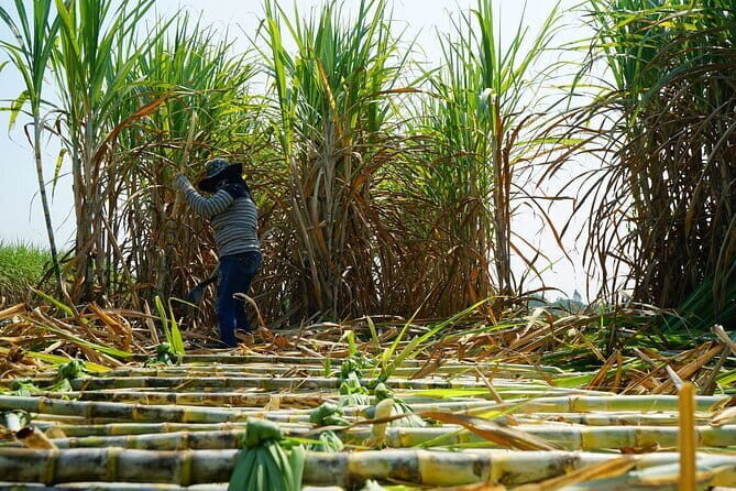 Chalong Bay Rum Distillery Experience - A Detailed Look at the Chalong Bay Rum Distillery Experience