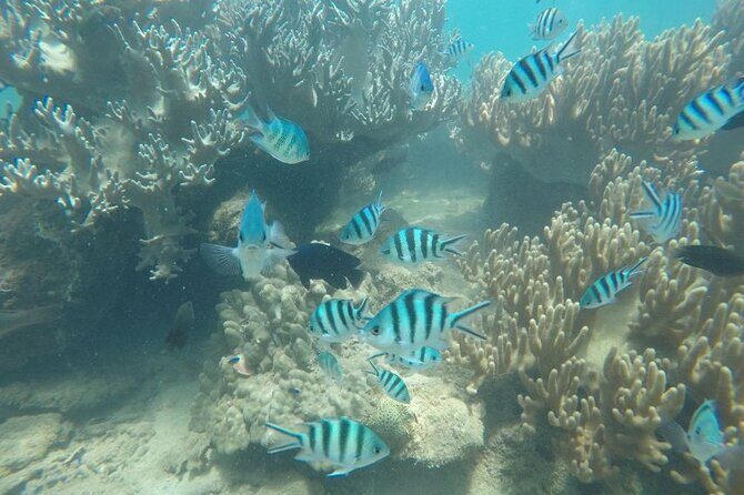 Cham Island Exploration Tour and Swimming with Local Guide - A Practical Guide to the Cham Island Tour