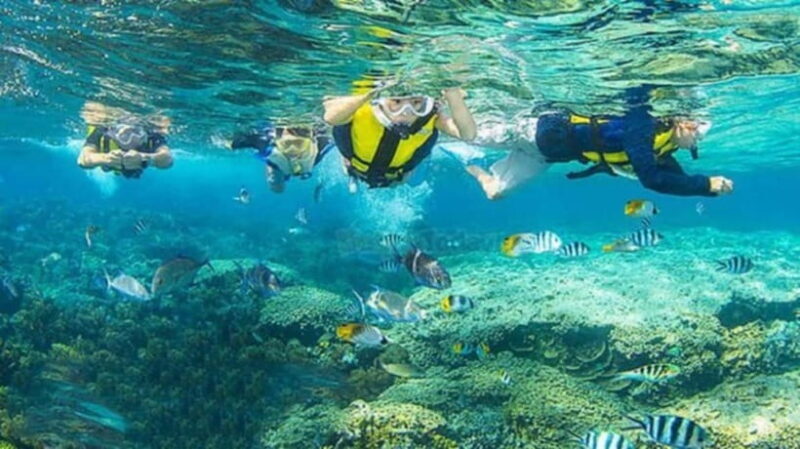 Cham Island Sightseeing & Snorkeling Day Tour from Da Nang - An In-Depth Look at the Cham Island Experience