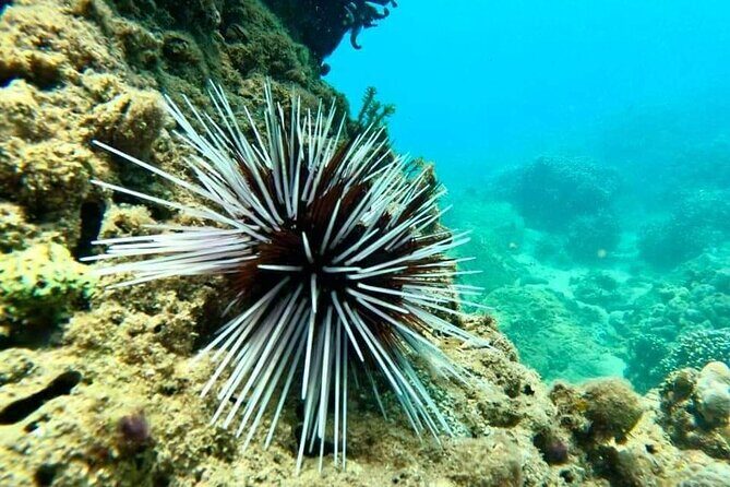 Cham Island Snorkeling Daily Group Tour, Sunbathing, nice beaches - Authenticity and Real-World Experiences