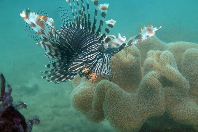 Cham Island Snorkeling Private Tour (Only Snorkeling & Beach) - Key Points