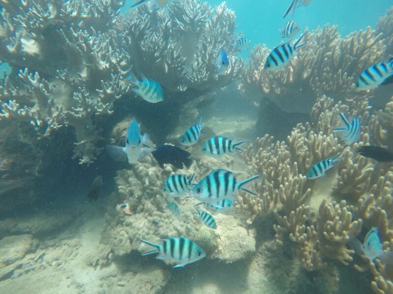 Cham Island: Snorkeling Tour - Authentic Experiences & Honest Feedback