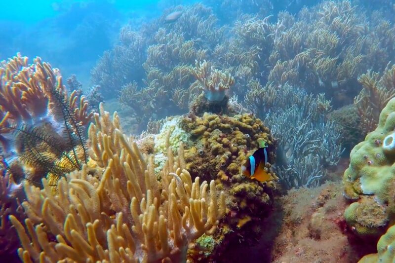 Cham Island: Snorkeling Tour - Who Should Consider This Tour?