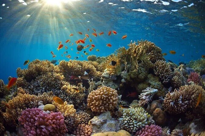 Cham Island Snorkeling Tour- Group Tour - Evaluating the Value