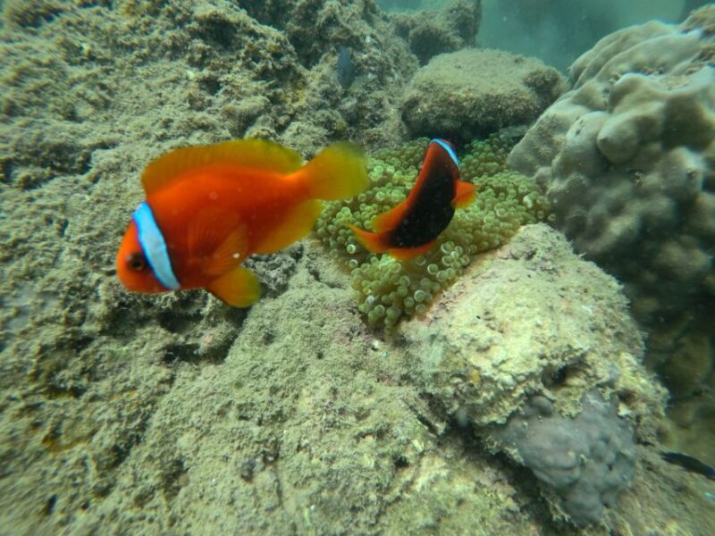 Cham Island: Underwater Walking & Snorkeling Tour - Final Thoughts: Is It Right for You?