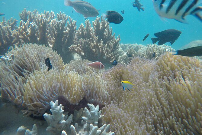 Cham Islands Snorkeling Tour by SpeedBoat from Da Nang - Final Thoughts