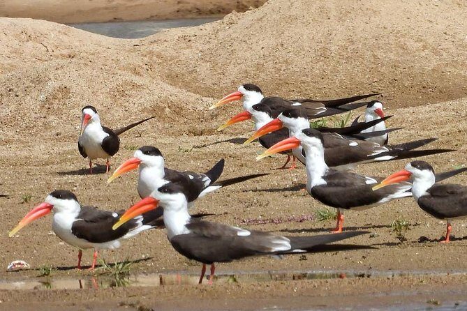 Chambal River Safari - An Authentic Adventure Just Outside Agra