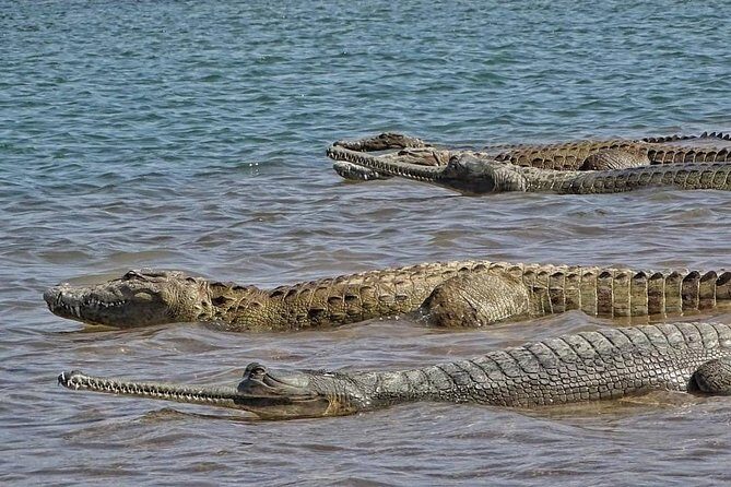 Chambal River Safari - The Bottom Line
