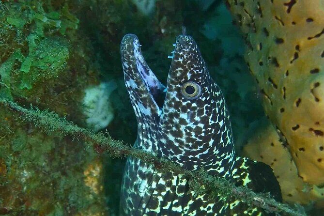 Champagne Reef, Bubble Beach and Scotts Head Snorkeling tour by boat in Dominica - Overview of What to Expect on This Snorkeling Tour