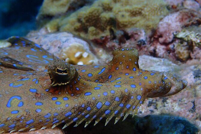 Champagne Reef, Bubble Beach and Scotts Head Snorkeling tour by boat in Dominica - What the Reviews Say