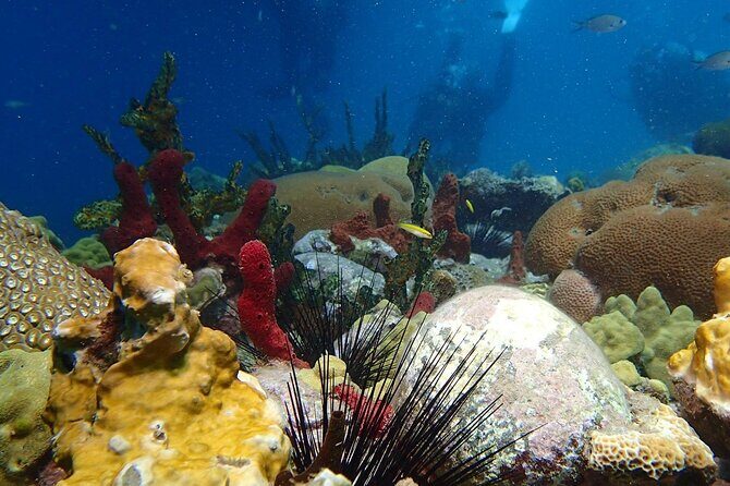 Champagne Reef Snorkeling Tour at volcanic hot Bubbles Dominica - Key Points