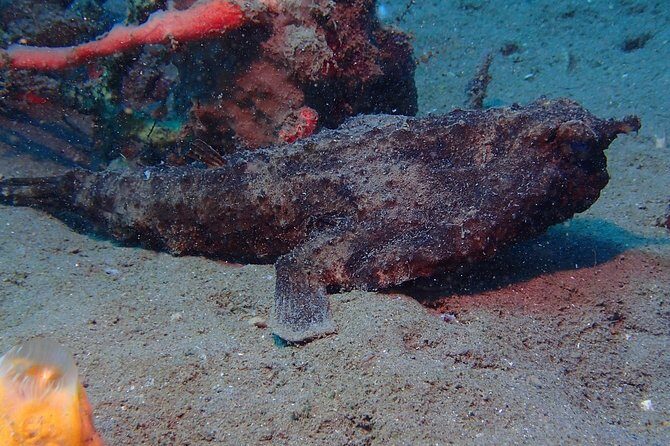 Champagne Reef Snorkeling Tour at volcanic hot Bubbles Dominica - The Itinerary in Detail