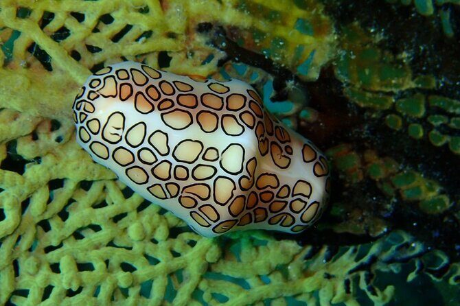 Champagne Reef Snorkeling Tour at volcanic hot Bubbles Dominica - Practical Details and Considerations