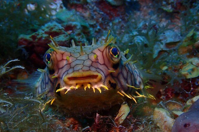 Champagne Reef Snorkeling Tour at volcanic hot Bubbles Dominica - The Verdict: Who Should Consider This Tour?
