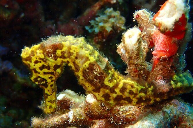 Champagne Reef Snorkeling Tour at volcanic hot Bubbles Dominica - Final Thoughts
