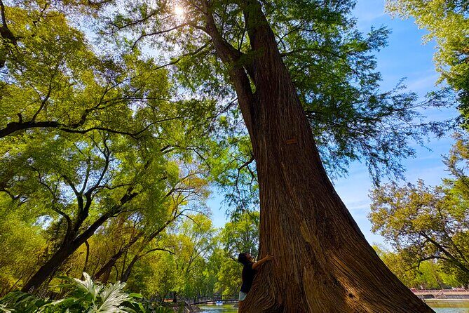Chapultepec Castle & forest: History, Nature, and Hidden Secrets - The Sum Up