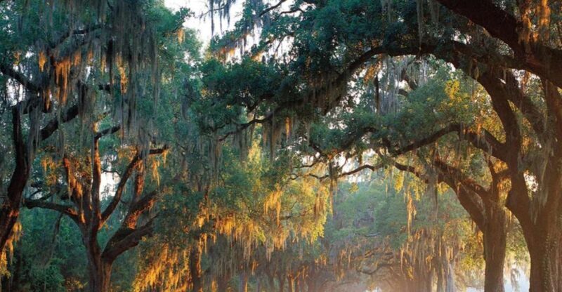 Charleston: Boone Hall & Historic City Tour Combo - Authentic Experiences and Notable Highlights