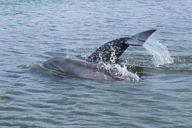 Charleston Dolphin Cruise Scenic Harbor Adventure - Wildlife Watching and Scenic Vistas