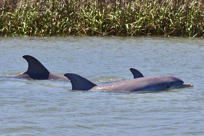 Charleston Eco Boat Cruise with stop at Morris Island Lighthouse - An In-Depth Look at the Tour