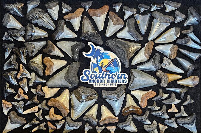 Charleston/Folly Beach Shark Tooth and fossil Island Drop off - Who Will Love This Tour?