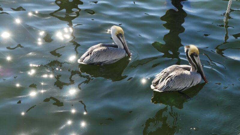 Charleston: Harbor Bar Pedal Boat Party Cruise - The Sum Up: Who Should Consider This?