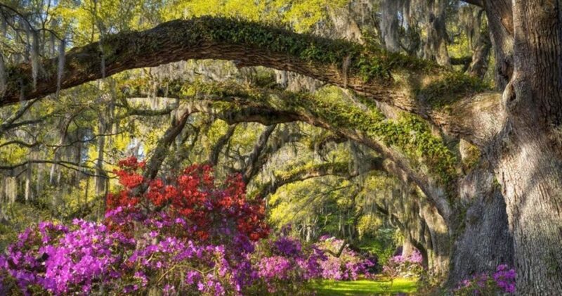 Charleston: Magnolia Plantation Entry & Tour with Transport - Important Notes and Practicalities
