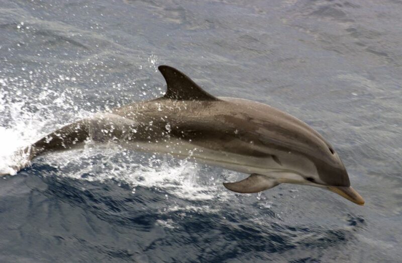 Charleston: Sightseeing Harbor Tour & Dolphin Watch - FAQs