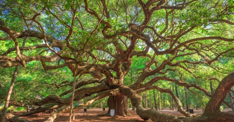 Charleston: Wadmalaw Island Wine Tasting and Tea Garden Trip - Who Is This Tour Perfect For?